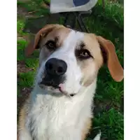 Foto dell\'animale cane - Matr. 2024/1339 - Microchip 380260044980720