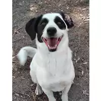 Foto dell\'animale cane - Matr. 2024/0157 - Microchip 380260102527144