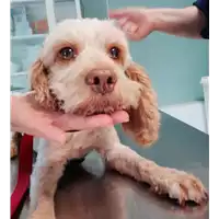 Foto dell\'animale cane - Matr. 2021/0869 - Microchip 380260044280474