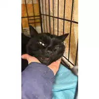 Foto dell\'animale gatto - Matr. 2025/0067 - Microchip 380260170343026