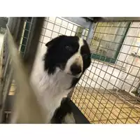 Foto dell\'animale cane - Matr. 2024/1804 - Microchip 380260170343543