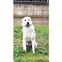 cane - Matr. 2025/0068 - Microchip 380260170343147
