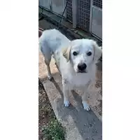 Foto dell\'animale cane - Matr. 2025/0068 - Microchip 380260170343147