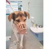 Foto dell\'animale cane - Matr. 2023/2226 - Microchip 380260045072219