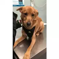 Foto dell\'animale cane - Matr. 2025/0069 - Microchip 380260102573492