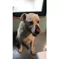 Foto dell\'animale cane - Matr. 2025/0070 - Microchip 380260170343157