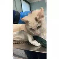 Foto dell\'animale gatto - Matr. 2025/0074 - Microchip 380260170343142