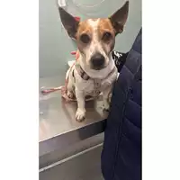 Foto dell\'animale cane - Matr. 2025/0076 - Microchip 380260170343020