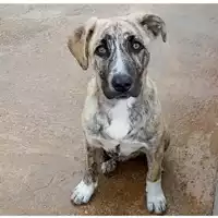 Foto dell\'animale cane - Matr. 2025/0045 - Microchip 380260170343145