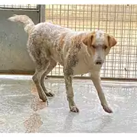 Foto dell\'animale cane - Matr. 2025/0077 - Microchip 380260170343152