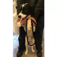 Foto dell\'animale cane - Matr. 2025/0079 - Microchip 380260170343153
