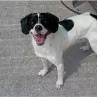 Foto dell\'animale cane - Matr. 2025/0079 - Microchip 380260170343153