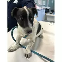 Foto dell\'animale cane - Matr. 2025/0083 - Microchip 380260170343146