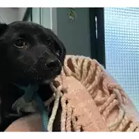 Foto dell\'animale cane - Matr. 2025/0084 - Microchip 380260170343140