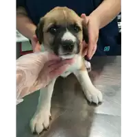 Foto dell\'animale cane - Matr. 2021/0871 - Microchip 380260044280745