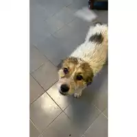 Foto dell\'animale cane - Matr. 2025/0089 - Microchip 380206170343143
