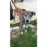 Foto dell\'animale cane - Matr. 2025/0091 - Microchip 380260004325117