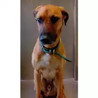 Foto dell\'animale cane - Matr. 2022/1982 - Microchip 380260044816873