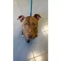 Foto dell\'animale cane - Matr. 2025/0093 - Microchip 380260170352643
