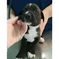 Foto dell\'animale cane - Matr. 2021/0872 - Microchip 380260044280592