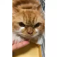 Foto dell\'animale gatto - Matr. 2025/0099 - Microchip 380260170352645