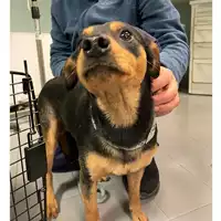 Foto dell\'animale cane - Matr. 2025/0097 - Microchip 380260170352644