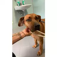 Foto dell\'animale cane - Matr. 2025/0100 - Microchip 380260043869671