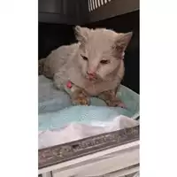 Foto dell\'animale gatto - Matr. 2025/0102 - Microchip 380260170352650