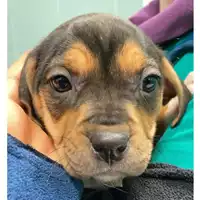 Foto dell\'animale cane - Matr. 2025/0109 - Microchip 380260044981466
