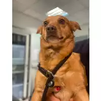 Foto dell\'animale cane - Matr. 2025/0116 - Microchip 380260170352640