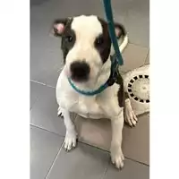 Foto dell\'animale cane - Matr. 2025/0117 - Microchip 380260170352641