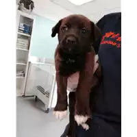 Foto dell\'animale cane - Matr. 2021/0874 - Microchip 380260044280485