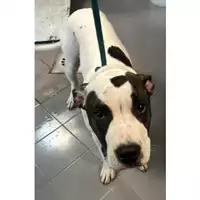 Foto dell\'animale cane - Matr. 2025/0118 - Microchip 380260170352655