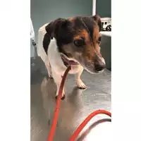 Foto dell\'animale cane - Matr. 2025/0124 - Microchip 380260000988235
