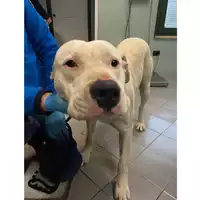 Foto dell\'animale cane - Matr. 2025/0120 - Microchip 380260170352684