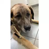Foto dell\'animale cane - Matr. 2025/0123 - Microchip 380260044998511