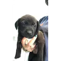 Foto dell\'animale cane - Matr. 2021/0875 - Microchip 380260044280483