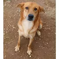 Foto dell\'animale cane - Matr. 2025/0130 - Microchip 380260044998323