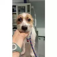 Foto dell\'animale cane - Matr. 2025/0132 - Microchip 380260044998261