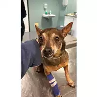 Foto dell\'animale cane - Matr. 2025/0135 - Microchip 380260020148450