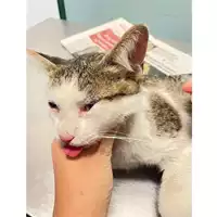 Foto dell\'animale gatto - Matr. 2025/0136 - Microchip 380260170343027