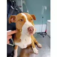 cane - Matr. 2025/0138 - Microchip 380260044980746