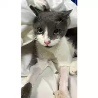 Foto dell\'animale gatto - Matr. 2025/0154 - Microchip 380260170343552
