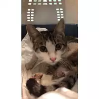 Foto dell\'animale gatto - Matr. 2025/0155 - Microchip 380260170343548