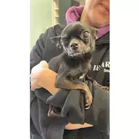 Foto dell\'animale cane - Matr. 2025/0158 - Microchip 380260044981363