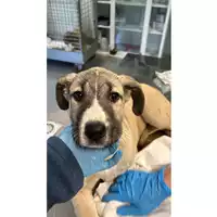 Foto dell\'animale cane - Matr. 2025/0159 - Microchip 380260044980573