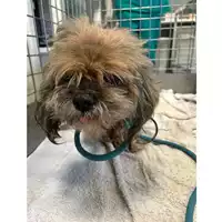 Foto dell\'animale cane - Matr. 2025/0156 - Microchip 380260000175678