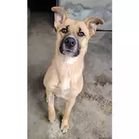Foto dell\'animale cane - Matr. 2024/1158 - Microchip 380260170343844
