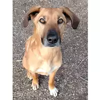 Foto dell\'animale cane - Matr. 2022/1982 - Microchip 380260044816873