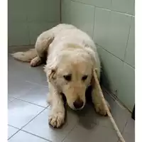 Foto dell\'animale cane - Matr. 2022/2173 - Microchip 380260044732129